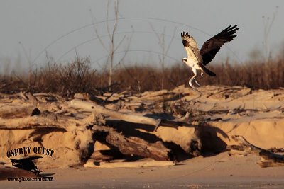 _MG_7383 Osprey with needlefish.jpg