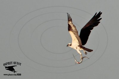 _MG_7388 Osprey with needlefish.jpg