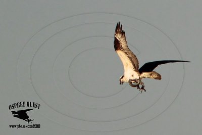 _MG_7397 Osprey with needlefish.jpg