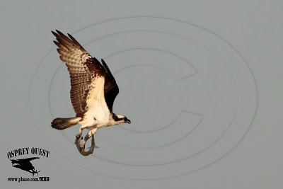 _MG_7418 Osprey with needlefish.jpg