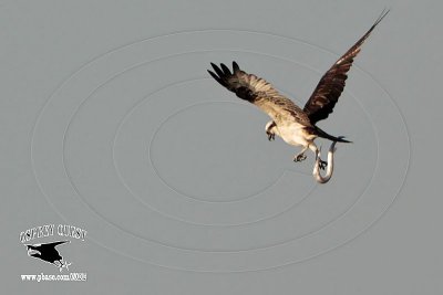 _MG_7636 Osprey with needlefish.jpg