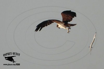 _MG_7637 Osprey with needlefish.jpg