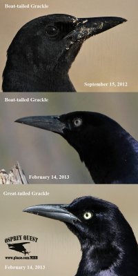 Boat-tailed vs Great-tailed Grackle - iris color.jpg