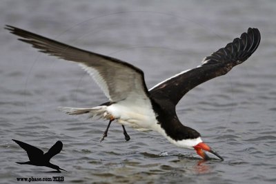 Black Skimmer with distal limb necrosis (dry gangrene) - landing on the water