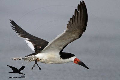 _MG_0123 Black Skimmer.jpg