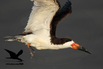 _MG_0284 Black Skimmer.jpg