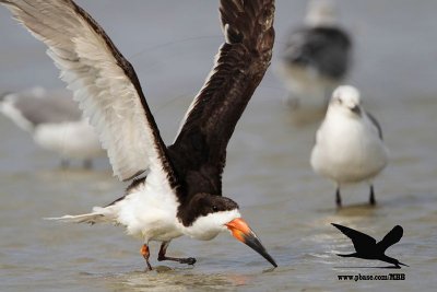 _MG_0443 Black Skimmer.jpg