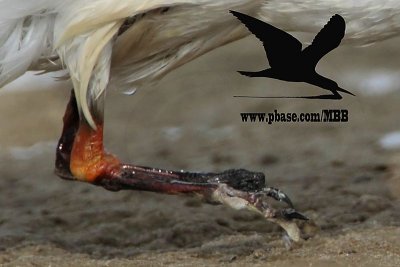 _MG_0906crop Black Skimmer.jpg