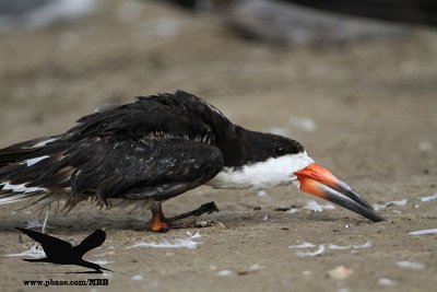 _MG_0945 Black Skimmer.jpg