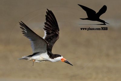 _MG_6048 Black Skimmer.jpg