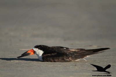 _MG_6431 Black Skimmer.jpg