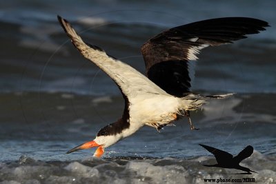 _MG_6823 Black Skimmer.jpg