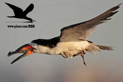 _MG_7116 Black Skimmer.jpg