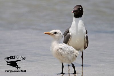 _MG_8602 Royal Tern and Laughing Gull.jpg