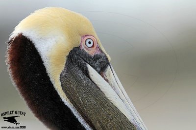 _MG_3771 Brown Pelican.jpg