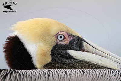 _MG_3813 Brown Pelican.jpg