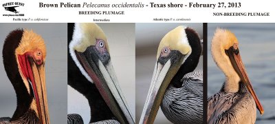_MG_5356_3820_5470  Brown Pelican 022713.jpg