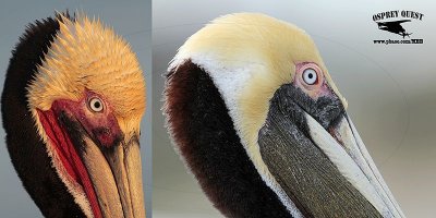 _MG_5403 Brown Pelican.jpg