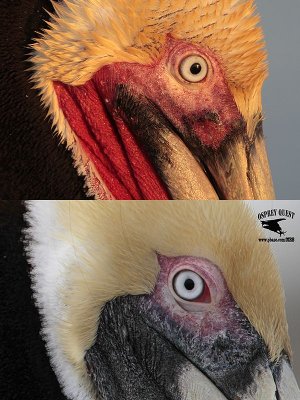 _MG_5404_3871 Brown Pelican.jpg