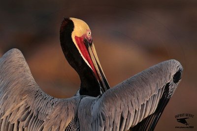 _MG_5439 Brown Pelican.jpg