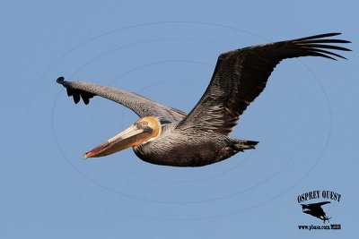Brown Pelican with  yellow/orange gular pouch - Texas
