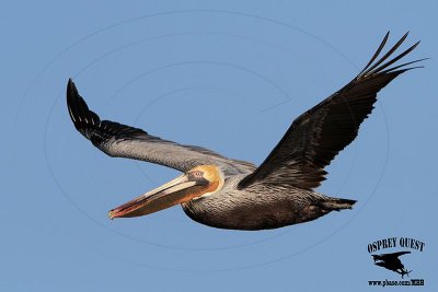 _MG_9267 Brown Pelican.jpg