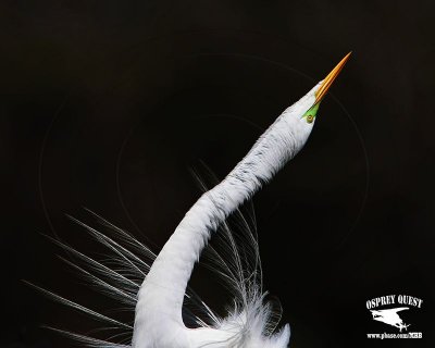 _MG_1298 Great Egret - Stretch Display.jpg