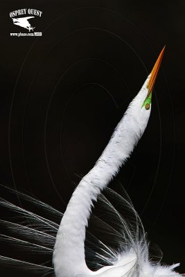 _MG_1317 Great Egret - Stretch Display.jpg