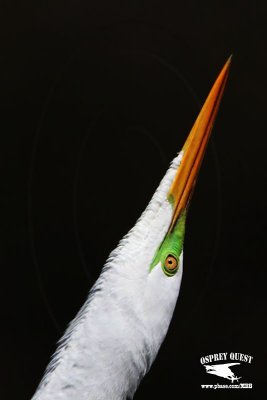_MG_1317CROP Great Egret - Stretch Display.jpg
