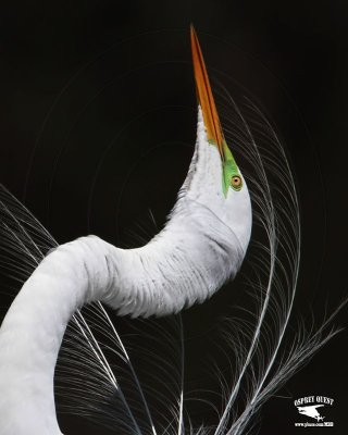 _MG_1531crop Great Egret Great Egret - Stretch Display.jpg