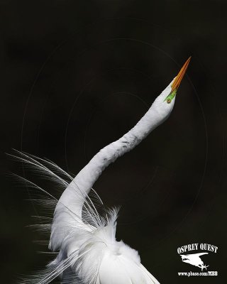 _MG_1575 Great Egret Great Egret - Stretch Display.jpg