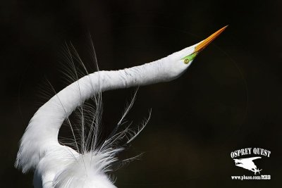 Great Egret displaying - Stretch Display - UTC March 12, 2012