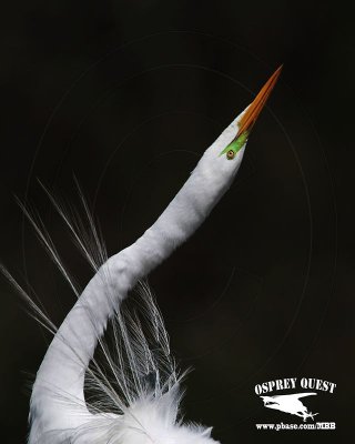 _MG_1644 Great Egret Great Egret - Stretch Display.jpg