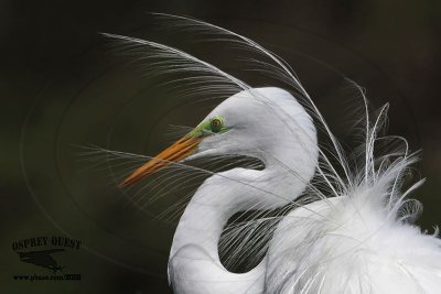 _MG_2059 Great Egret.jpg