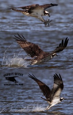 Osprey dragging feet in water after aborting strike