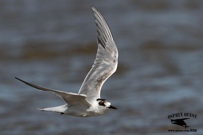 _MG_6613 Common Tern.jpg