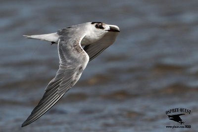 _MG_6614 Common Tern.jpg