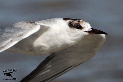 _MG_6611CROP Common Tern.jpg