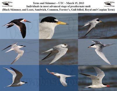 Terns and Skimmer – UTC - March 15, 2013