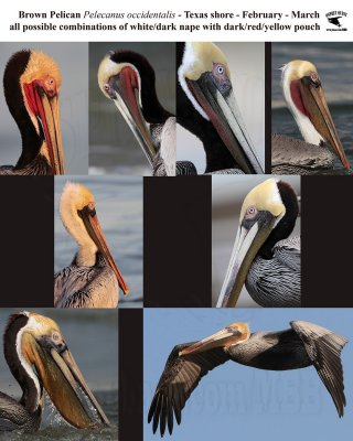 Brown Pelican - breeding plumages in Texas; Pacific - Atlantic type examples