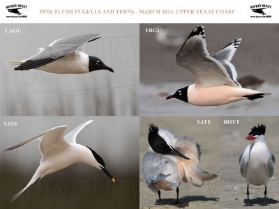 Terns and Gulls - pink plumage flush - UTC - March 2013