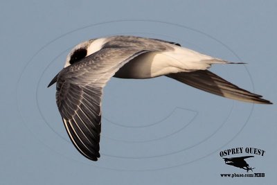 _MG_3815 Forster's Tern.jpg