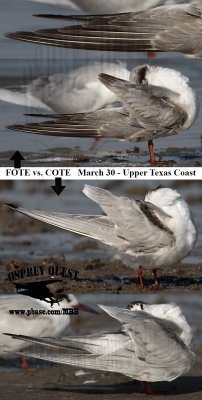 Forster's Tern vs Common Tern - March 30 - UTC.jpg