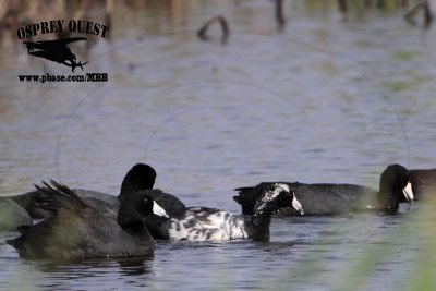 _MG_5705 American Coot - leucistic.jpg