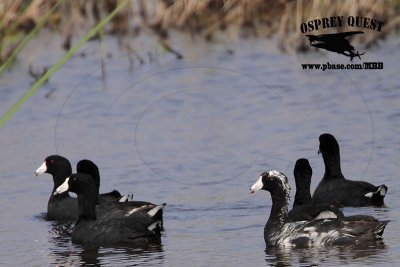 _MG_5900 American Coot - leucistic.jpg
