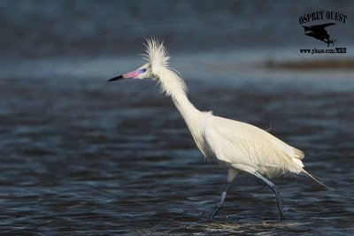 _MG_4779 Reddish Egret.jpg