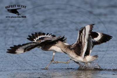 _MG_0135 Willet.jpg