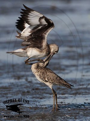 _MG_0467 Willet.jpg