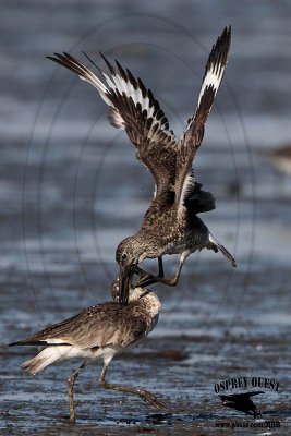 _MG_0496 Willet.jpg