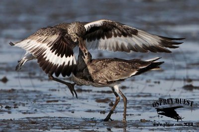 _MG_0564 Willet.jpg